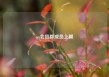 qq会员群成员上限