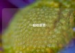 一枪啥意思