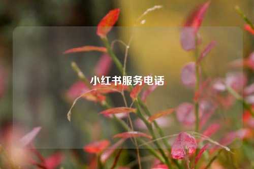 小红书服务电话  第1张